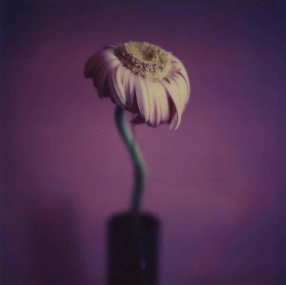 Wilted - a Polaroid SX-70 by Harold Joe Waldrum