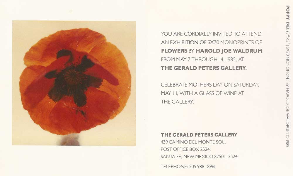 Waldrum show of flower polaroids at Gerald Peters Gallery